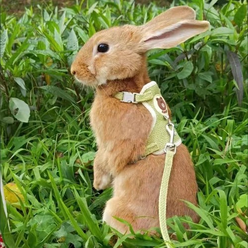 Bunny leash vest set - leash, soft