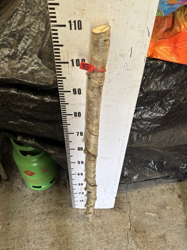 Oak rare seasoned shank - oak,