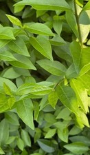 Stick insect food. Approx. 20