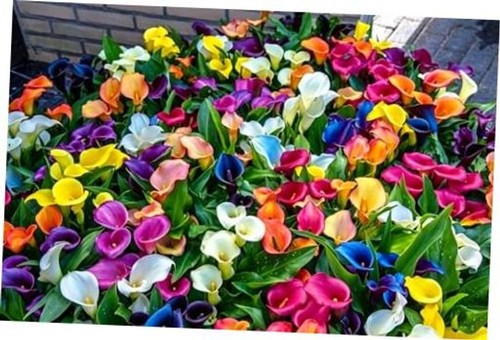 Calla lily seeds 150 - lily,