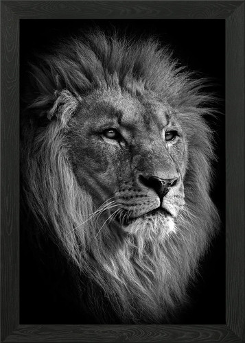 East african lion - head, framed