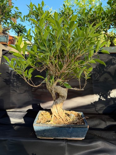 Ficus bonsai - ficus,