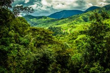 Panama Geisha Coffee Beans