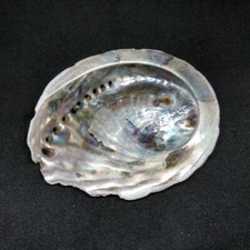 ABALONE (PAUA) SHELL for