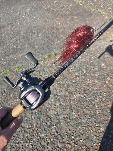 Daiwa prorex baitcasting - daiwa,