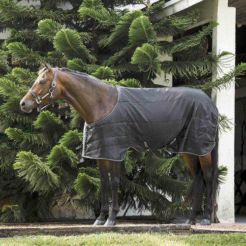 Amigo quarter horse stable - amigo,
