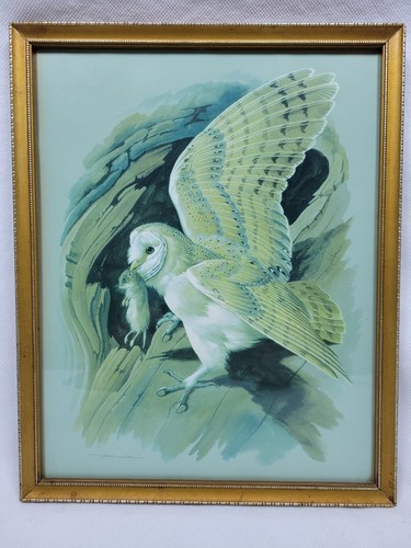 Barn owl framed print basil - barn,