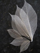 25 Natural Real skeleton Leaves Mix Size Beige Colour Craft Card CLEARANCE #9