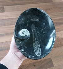 Polished Marble Goniatite
