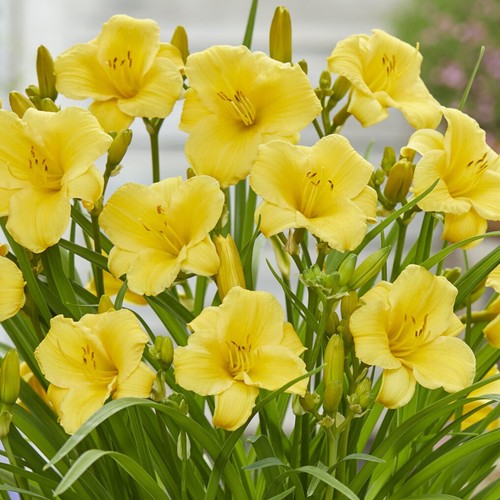 Hemerocallis gold daylily real - hemerocallis,