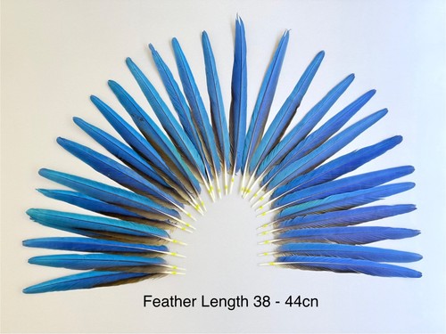 Parrot macaw feather crafts - parrot,