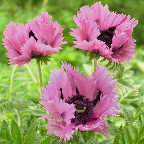 Papaver pink perfection - papaver,