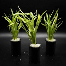 Lilaeopsis Novae-Zelandiae