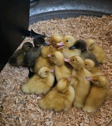 Fresh fertile duck - &,