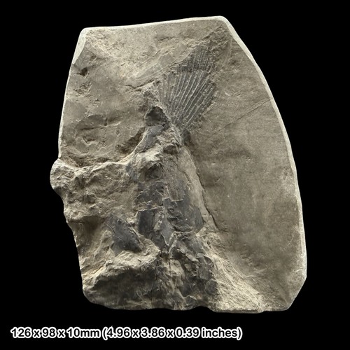 Rare furo fossil fish - fossil,