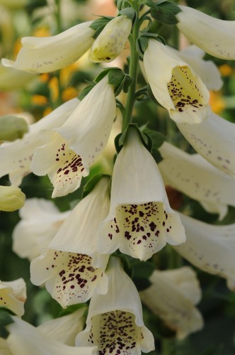Flower foxglove digitalis - flower,