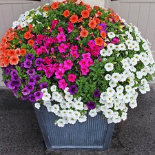 50 Petunia Flower Seeds Pastel Stars Mixed Colour Annual Hanging Basket & Pots