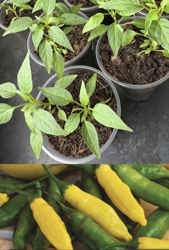 Lemon drop chilli pepper - drop,