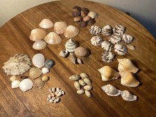 Group Of Sea Shells