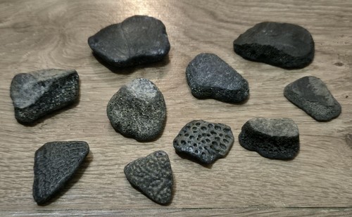 Turtle shell fossil - x,