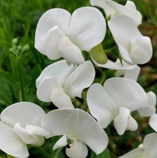 3 x White Everlasting Sweet