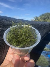 Cup Portion Of Java Moss Live