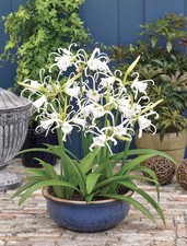 Ismene festalis bulbs - 8,