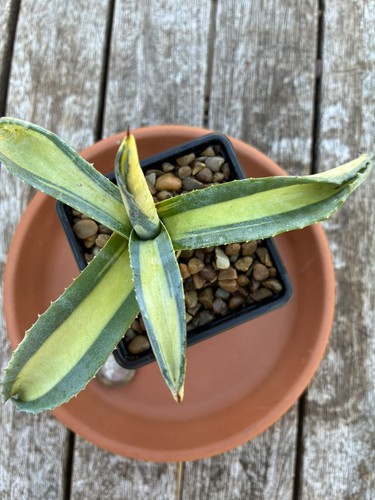 Agave aurea variegated - aurea,