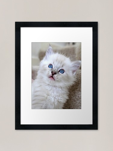 Ragdoll kitten looking - , in