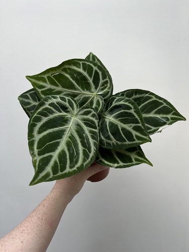 Imperfect anthurium silver - imperfect,