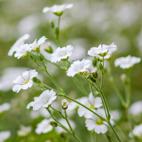 Gypsophila elegans covent - elegans, 'covent