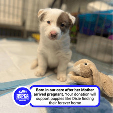Donate To Help Dogs & Puppies At Our Animal Centre ? RSPCA H H B