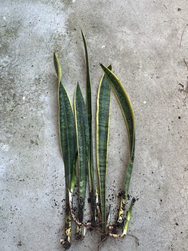 5pcs snake plant golden - 15”,