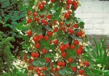 CLIMBING STRAWBERRY SEEDS -
