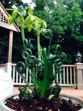 Albuca Spiralis Rare Succulent