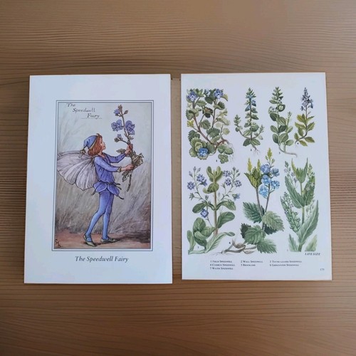 Blue speedwell flower - flower, fairy