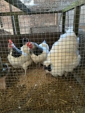 6 X light Sussex x silkie