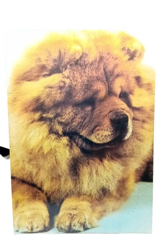Cute cuddly chow - chow, puppy