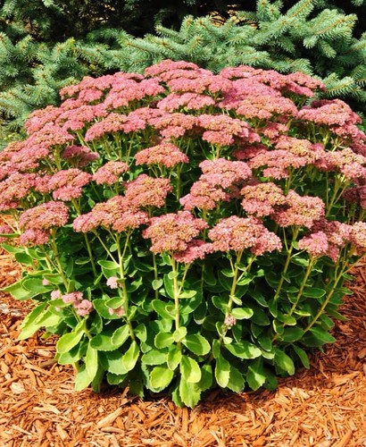 Sedum autumn joy litre - sedum, 5