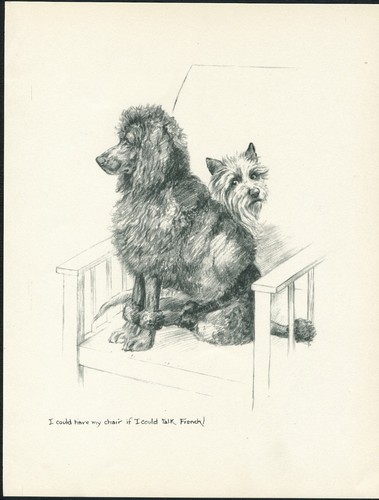 Poodle and cairn terrier - cairn,