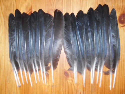 Large crow wing - crow,