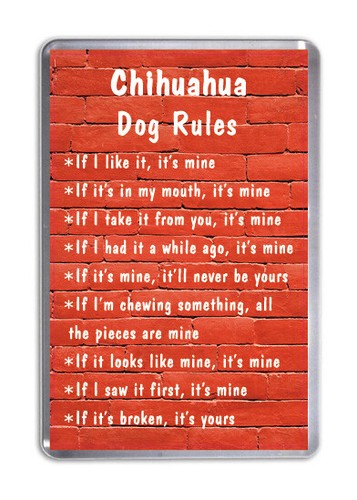 Chihuahua dog rules - dog,