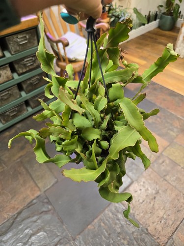 Large epiphyllum guatemalense - epiphyllum,