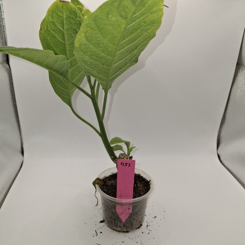 Brugmansia pink plant angel - brugmansia,