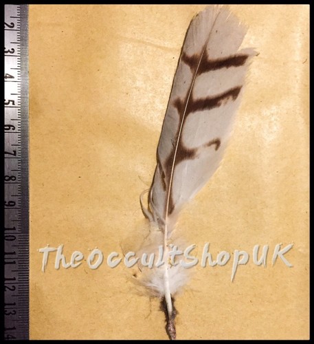 Magical owl feather - magical,