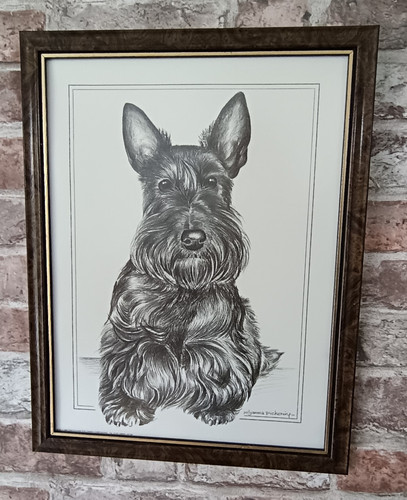 Scottish terrier black - terrier,