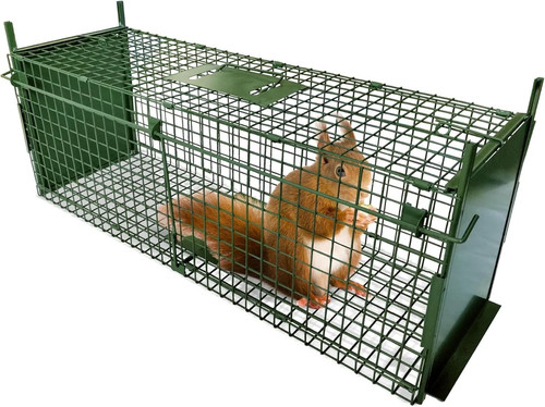 Large humane live - large, fox