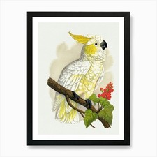 Cockatoo 7 Art Print Framed