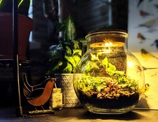 DIY Round Bowl Cork Top Terrarium • Fairy Garden • Closed Terrarium Kit