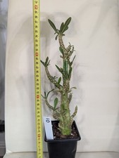 Dorstenia gigas Large/